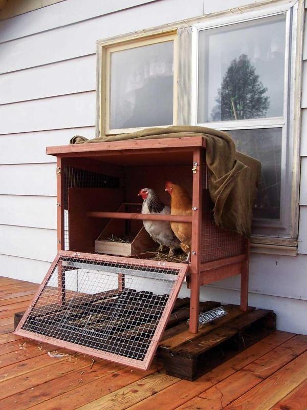 Chickens on the back porch.